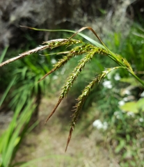 Carex boryana