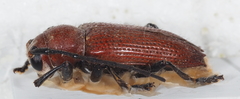 Glenea flavicapilla
