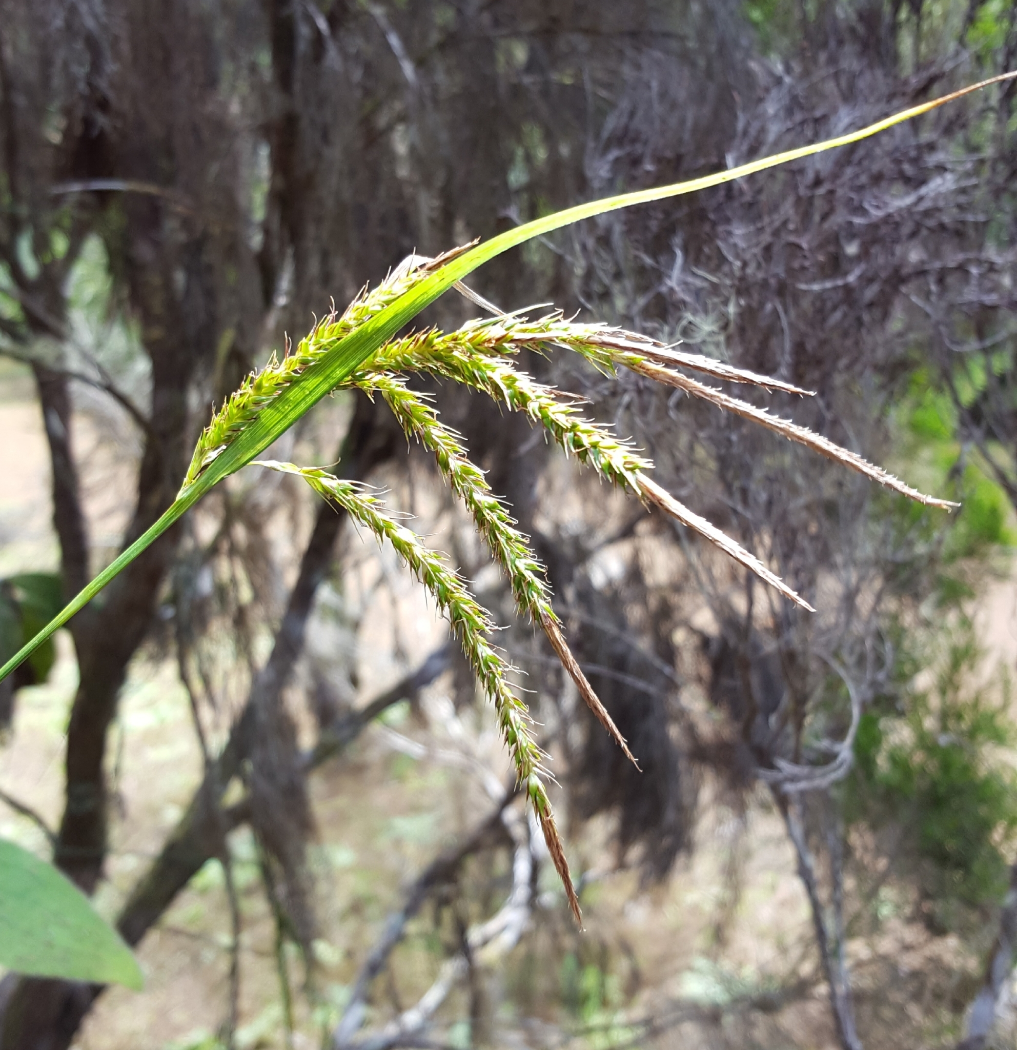(c) François Rousseu, certains droits réservés (CC BY-NC) https://www.inaturalist.org/observations/96777294