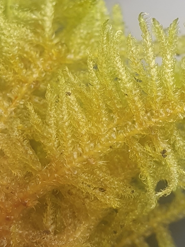 Image of Stereodon callichrous by no rights reserved