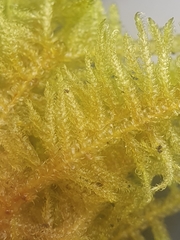 Stereodon callichrous