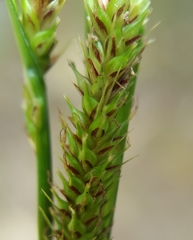 Carex boryana