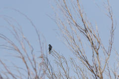 Hirundo dimidiata dimidiata