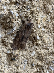 Lithophane petulca