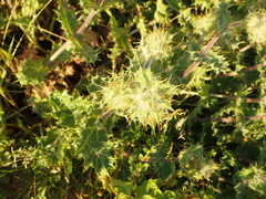 Berkheya spinosissima namaensis