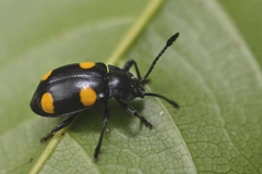 Eumorphus quadriguttatus