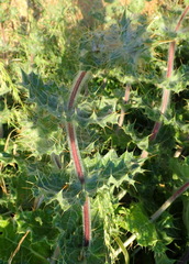 Berkheya spinosissima namaensis