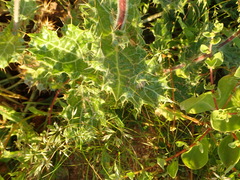 Berkheya spinosissima namaensis