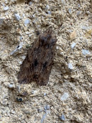 Lithophane petulca
