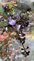 Bowdichia virgilioides