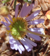 Felicia australis