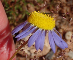 Felicia australis
