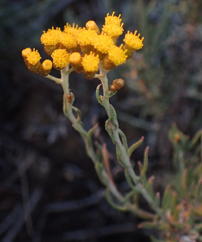 Image of Helichrysum revolutum by (c) Nicola van Berkel, some rights reserved (CC BY-SA)