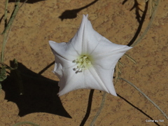 Convolvulus capensis