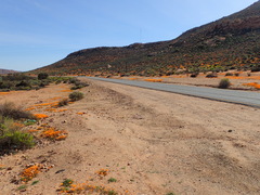 Ursinia calenduliflora