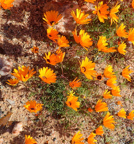 Image of Ursinia calenduliflora by (c) Nicola van Berkel, some rights reserved (CC BY-SA)