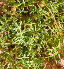 Ursinia calenduliflora