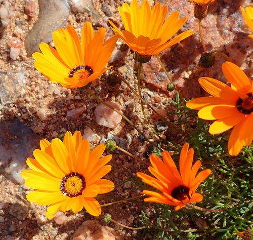 Image of Ursinia calenduliflora by (c) Nicola van Berkel, some rights reserved (CC BY-SA)