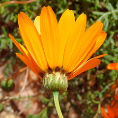 Ursinia calenduliflora