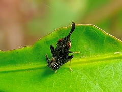 Hylicinae