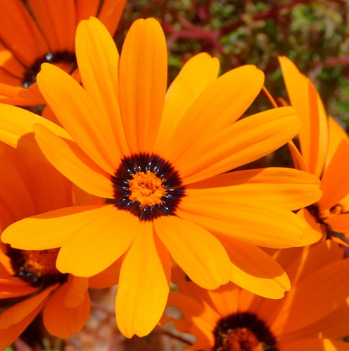 Image of Ursinia calenduliflora by (c) Nicola van Berkel, some rights reserved (CC BY-SA)