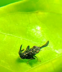 Hylicinae