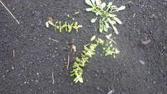 Honckenya peploides diffusa