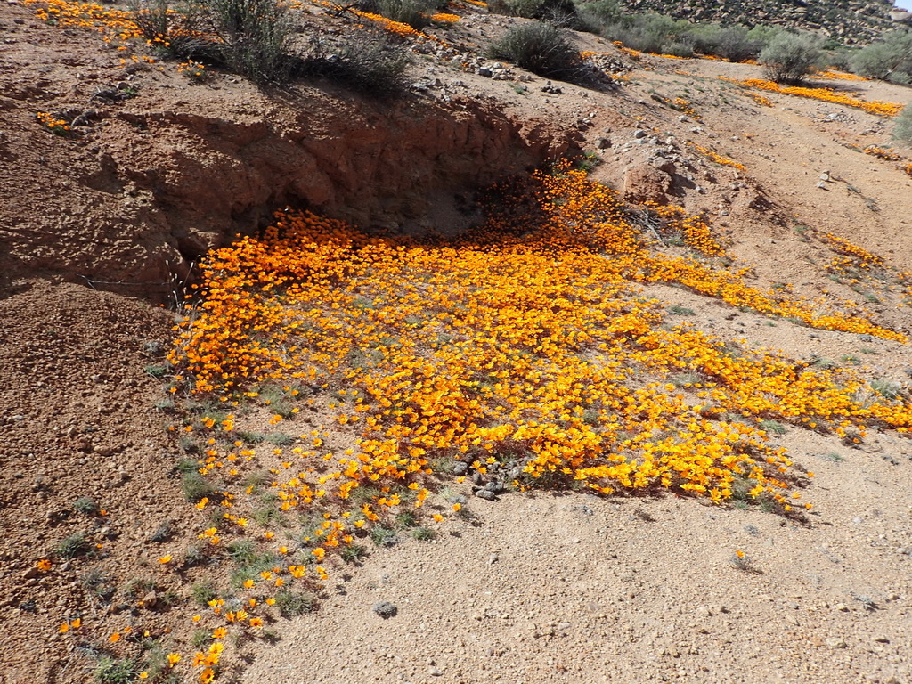 Ursinia calenduliflora; photograph (c) Nicola van Berkel, some rights reserved (CC BY-SA)