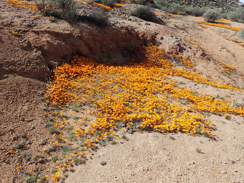Image of Ursinia calenduliflora by (c) Nicola van Berkel, some rights reserved (CC BY-SA)