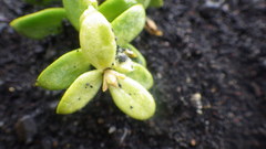 Honckenya peploides diffusa