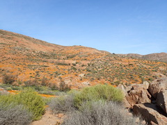 Ursinia calenduliflora