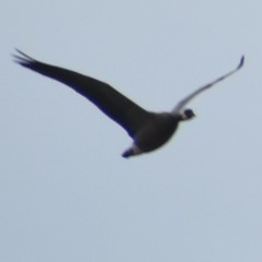 Branta hutchinsii