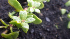 Honckenya peploides diffusa