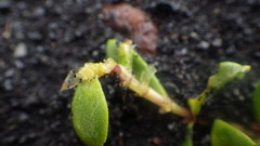 Honckenya peploides diffusa