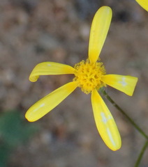 Senecio sisymbriifolius