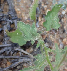 Senecio sisymbriifolius