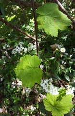 Rubus alceifolius