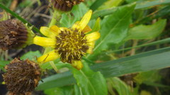 Senecio pseudoarnica