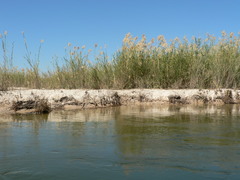 Phragmites mauritianus