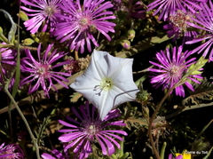 Convolvulus capensis
