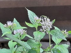 Eupatorium cannabinum