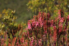 Erica densifolia