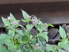 Eupatorium cannabinum