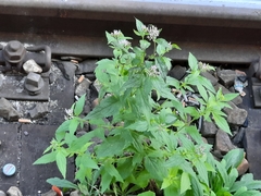 Eupatorium cannabinum