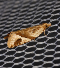 Euphona euphona