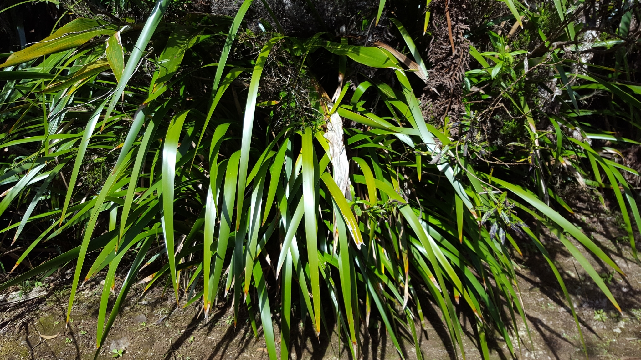 (c) François Rousseu, certains droits réservés (CC BY-NC) https://www.inaturalist.org/observations/96777897