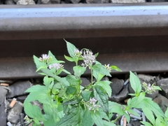 Eupatorium cannabinum