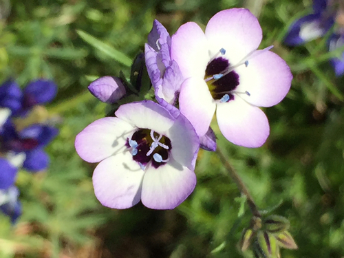 Bird's-eye gilia (Wildflowers of Bouverie Preserve of ACR) · iNaturalist