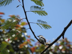 Hemipus hirundinaceus