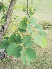 Bauhinia × blakeana